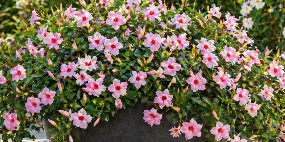 Dipladenia: Mandevilla pflanzen, pflegen & berwintern | VIVANNO