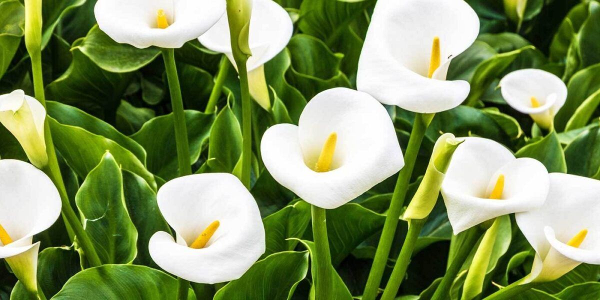 Calla-Lilie als Zimmerpflanze: Standort, Pflege und Vermehrung | VIVANNO