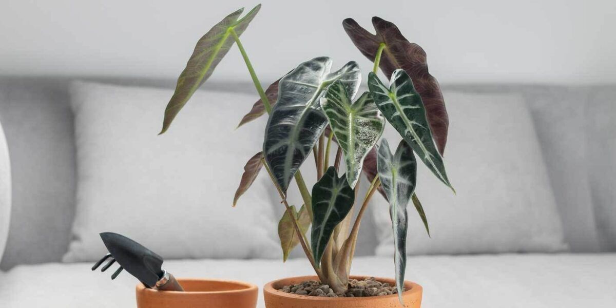 welche erde für farne Farn-Erde kaufen? ✓ Schnell versandt – Sybotanica