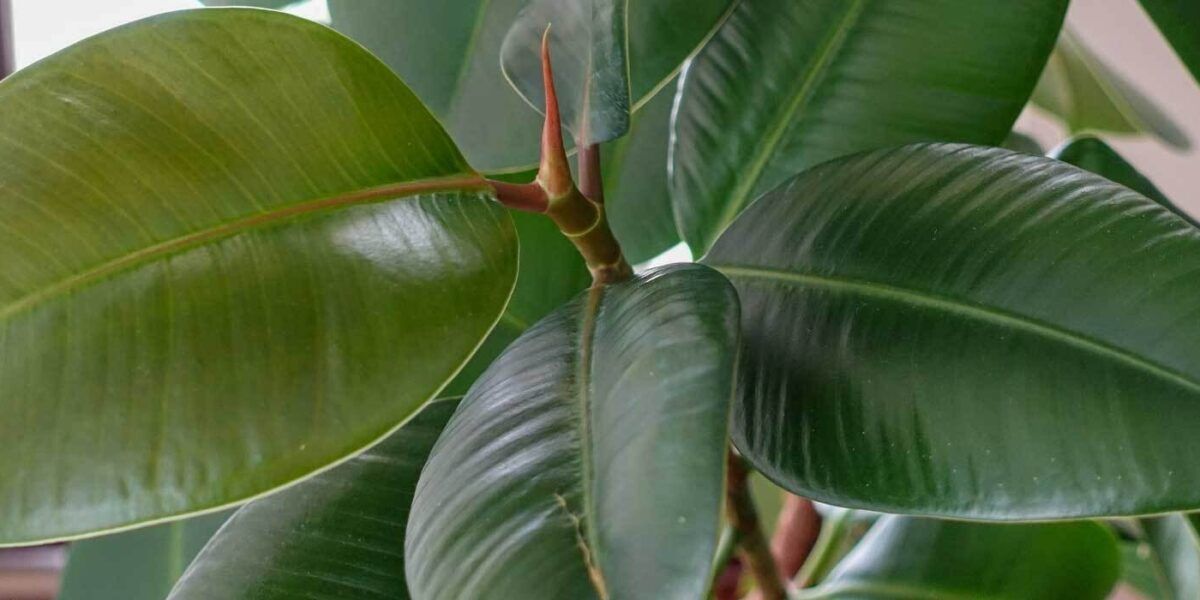 monsteras kaufen MONSTERA DUBIA online kaufen bei potflourri
