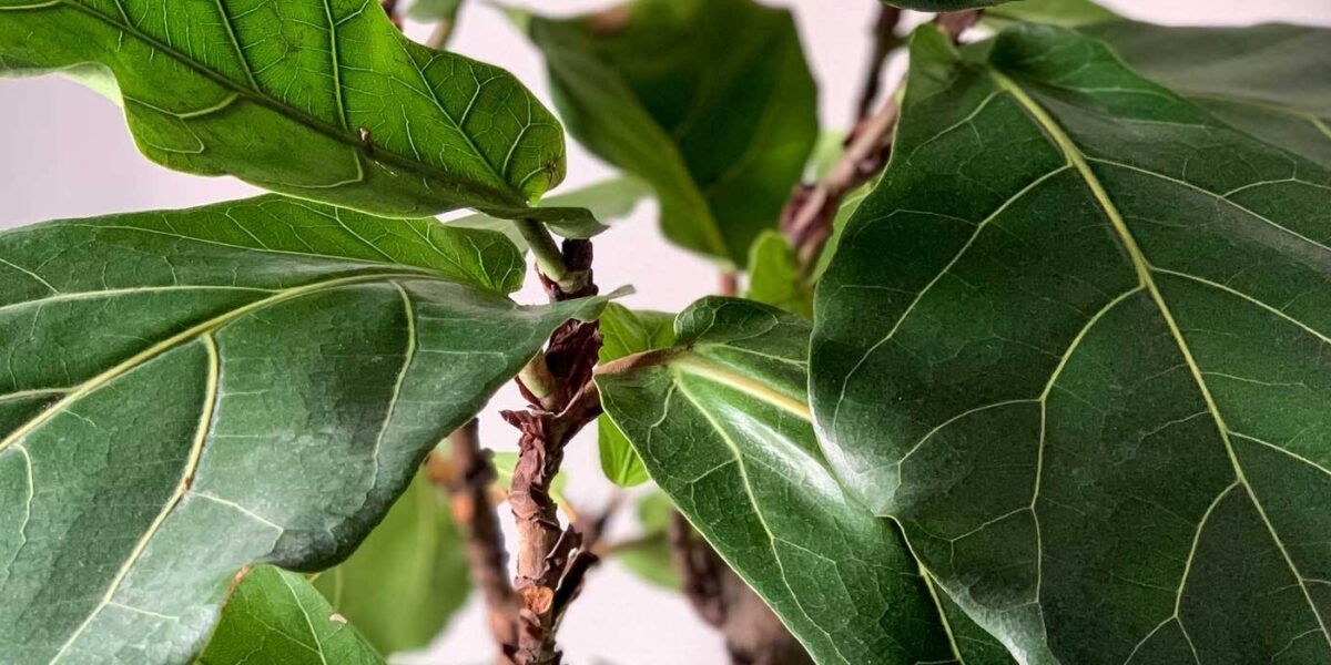 Die Geigenfeige (Ficus Lyrata): Pflegetipps und Wissenswertes | VIVANNO