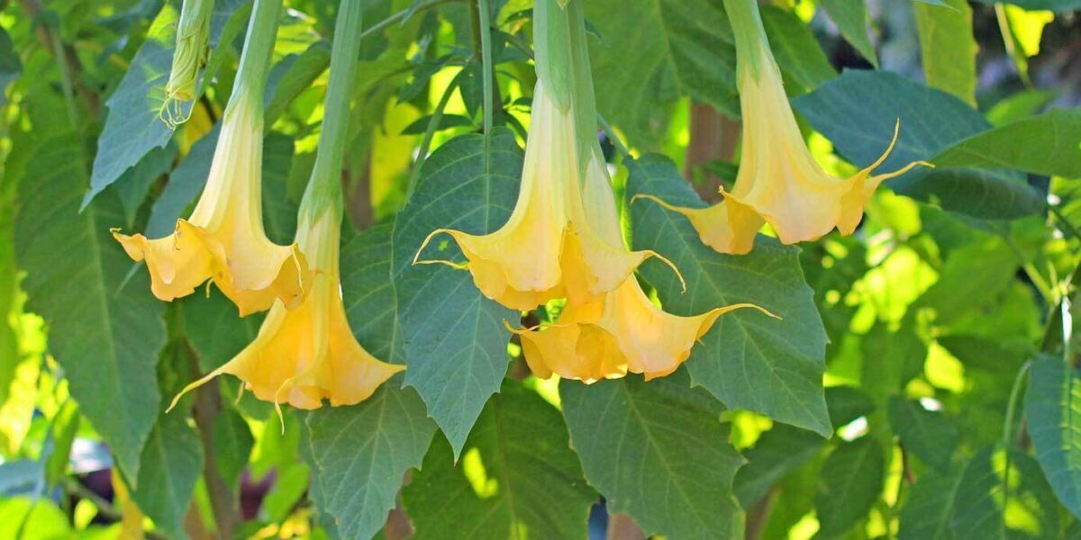 Engelstrompete (Trompetenblume) im Kbel: richtig pflegen und berwintern |  VIVANNO