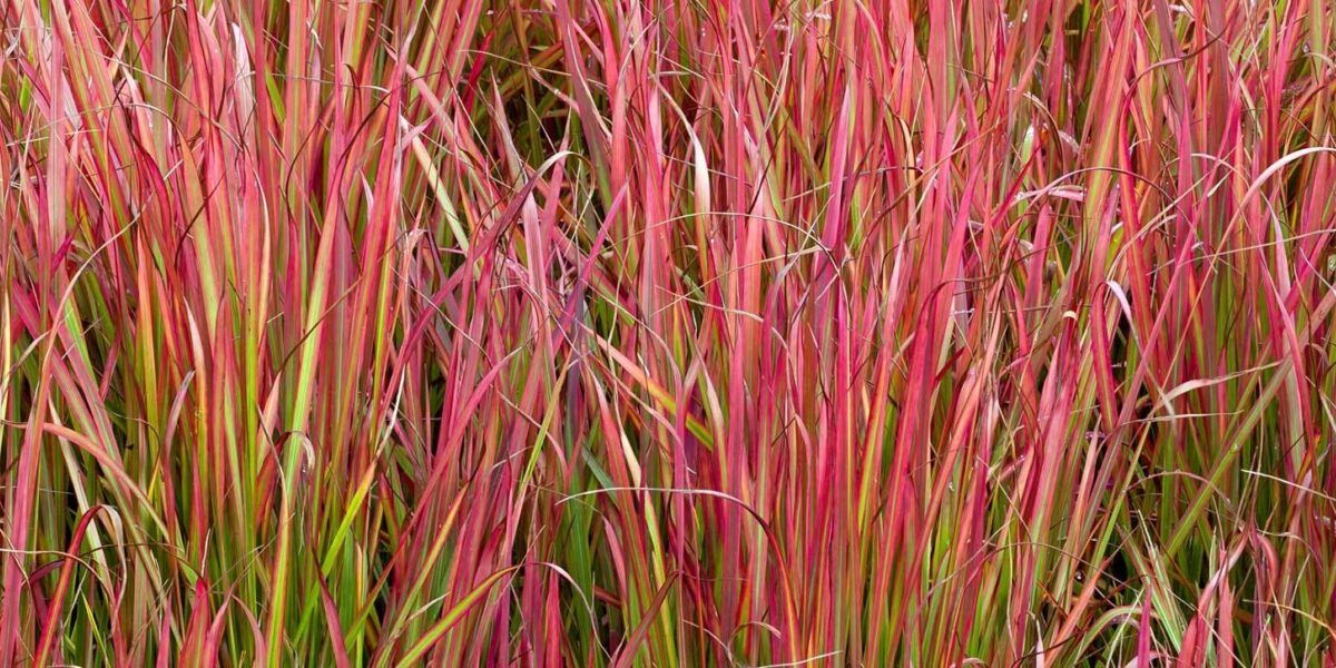 Japanisches Blutgras (Imperata Cylindrica) richtig pflanzen und pflegen |  VIVANNO