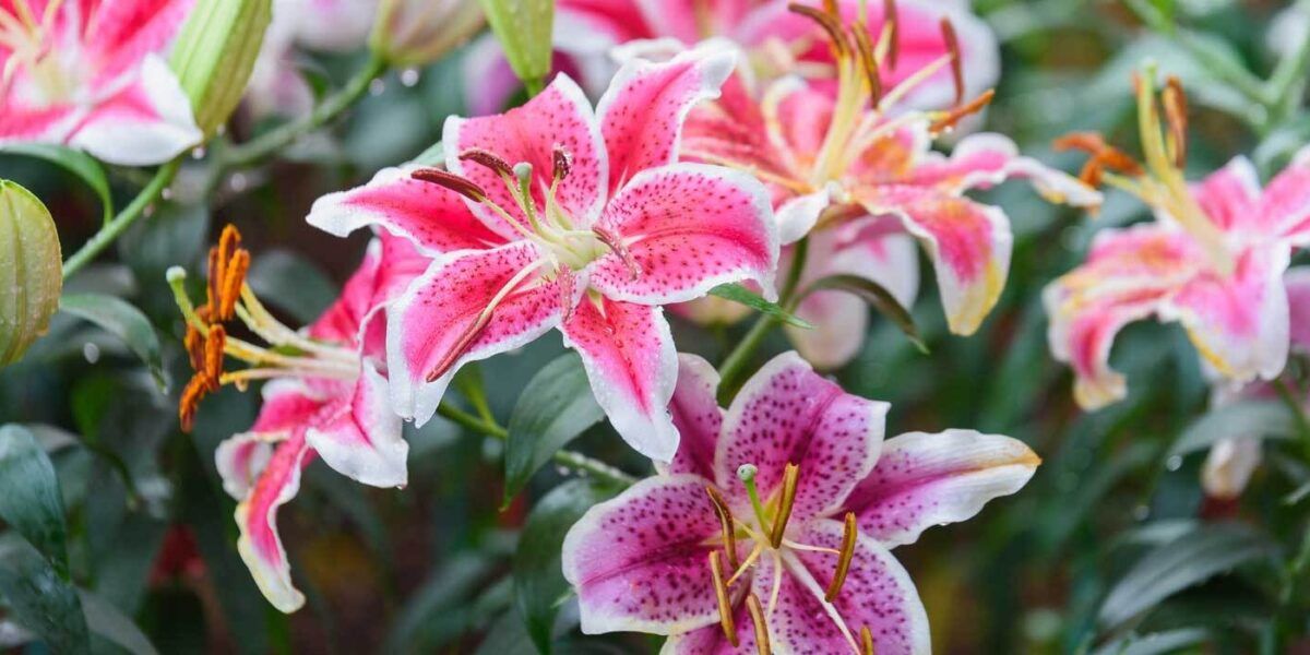 Lilien in Topf und Kbel: pflanzen, pflegen, berwintern | VIVANNO