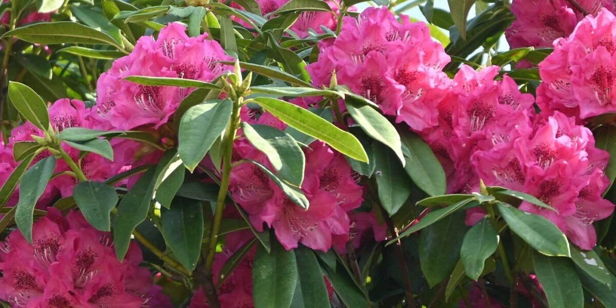 Rhododendron im Kbel: pflanzen, pflegen, berwintern | VIVANNO