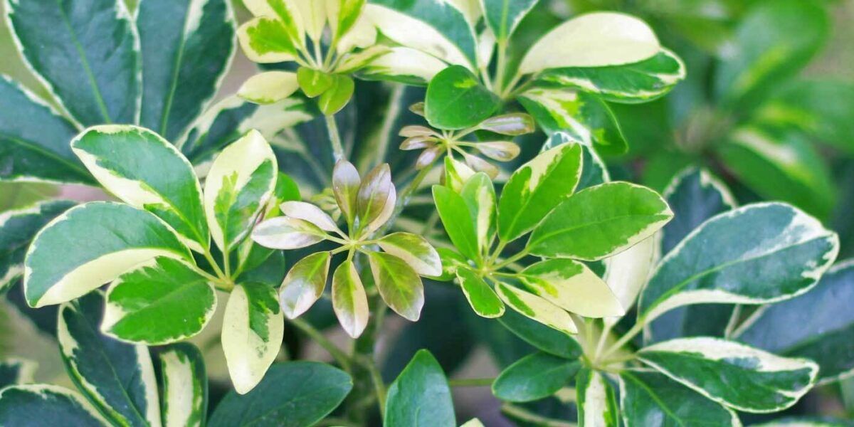 Schefflera (Strahlenaralie) pflanzen, pflegen und vermehren | VIVANNO