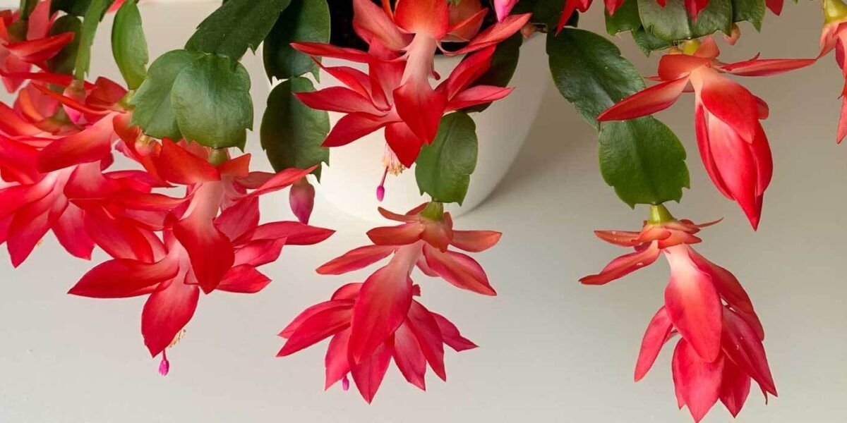 Weihnachtskaktus pflegen: Alles ber Schlumbergera (Winterblher) | VIVANNO