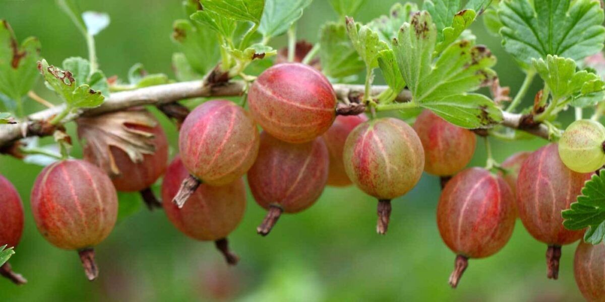 Stachelbeeren im Kbel pflanzen und pflegen | VIVANNO