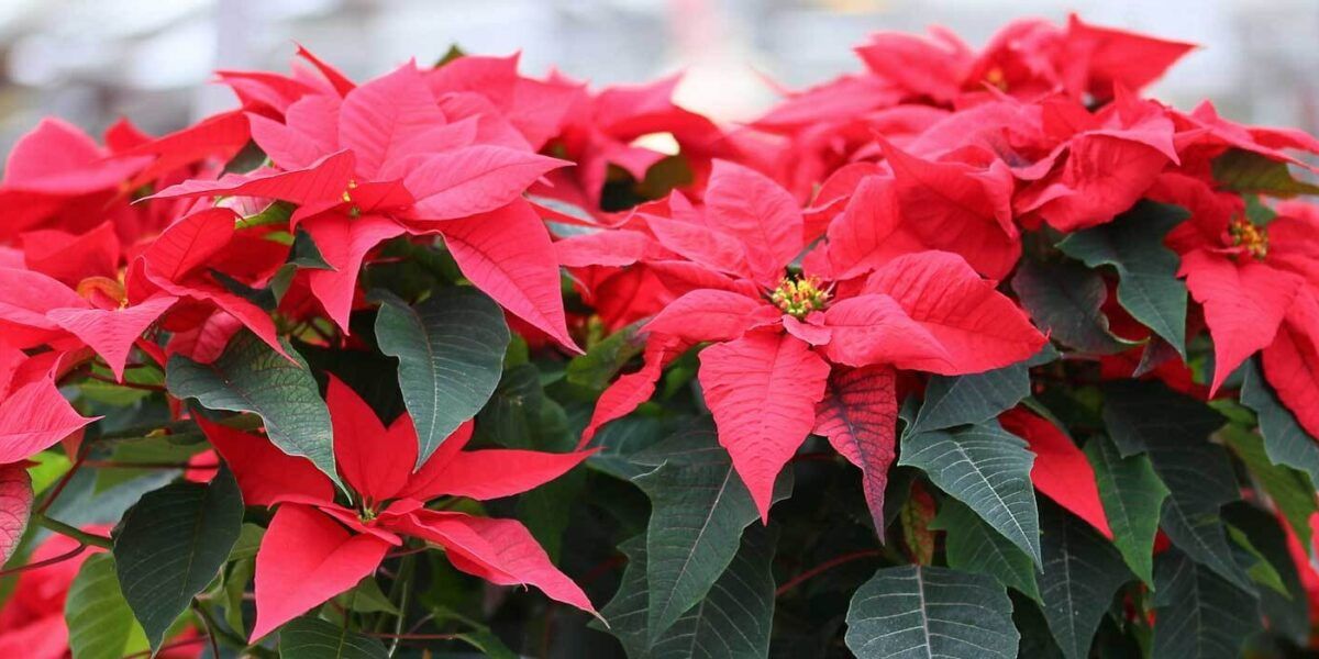 weiße zimmerpflanzen Aglaonema White Joy kaufen – elegante Zimmerpflanze für wenig Licht –  MyZimmerpflanze.de