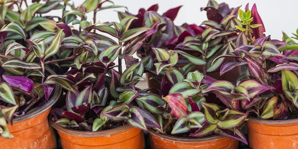 Zebrakraut (Tradescantia zebrina): pflanzen, pflegen und erfolgreich  vermehren | VIVANNO