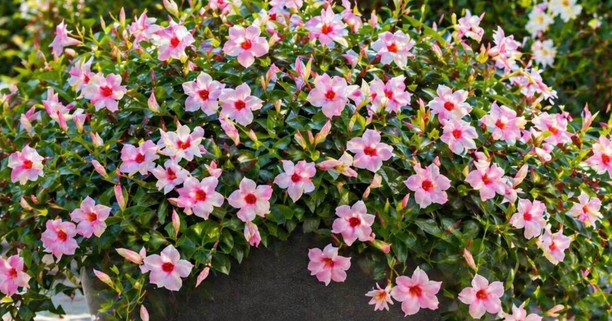 Dipladenia: Mandevilla pflanzen, pflegen & berwintern | VIVANNO