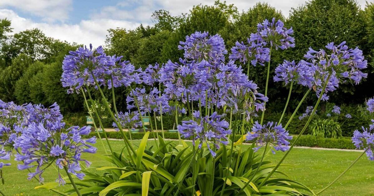 Die Schmucklilie (Agapanthus) im Topf Richtig pflegen, teilen