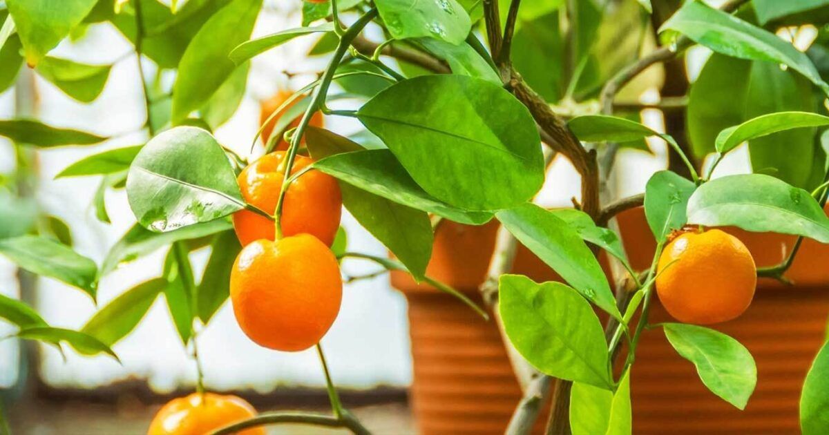 Citrus Calamondin: richtig pflanzen, pflegen und berwintern | VIVANNO