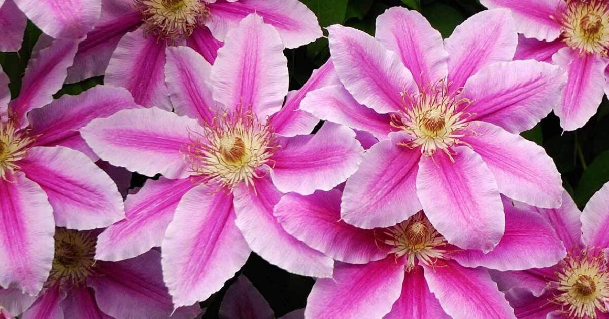 Clematis auf Balkon und Terrasse VIVANNO