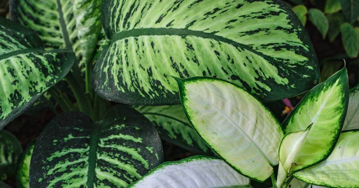 Dieffenbachia pflegen und vermehren | VIVANNO