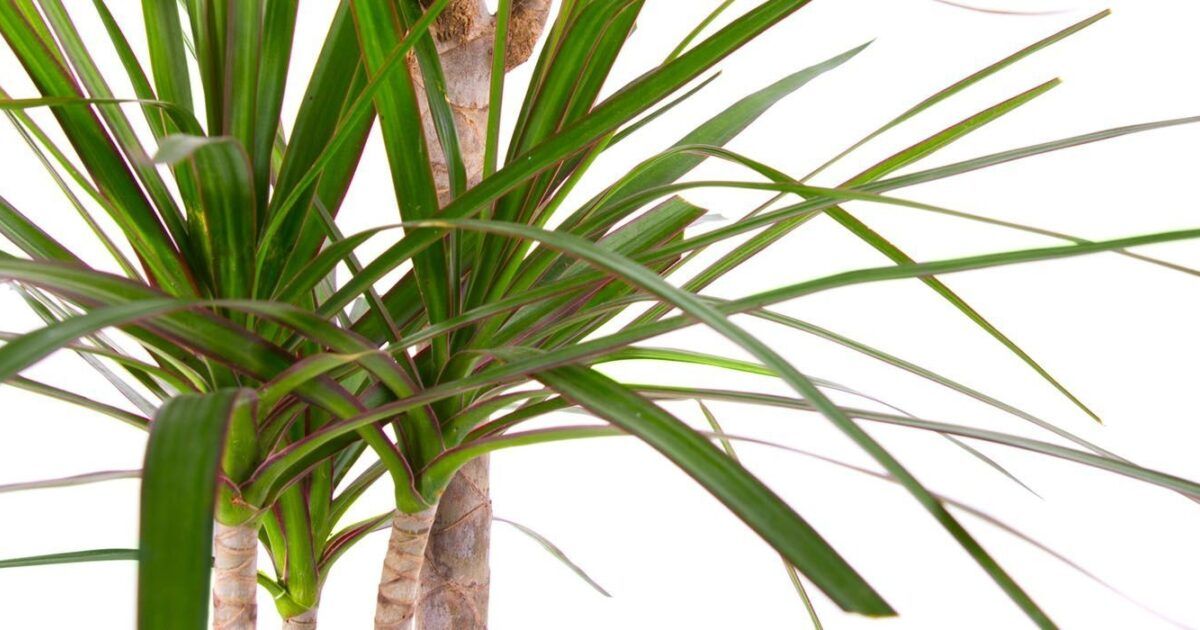 Drachenbaum (Dracaena) richtig pflanzen, pflegen und vermehren VIVANNO