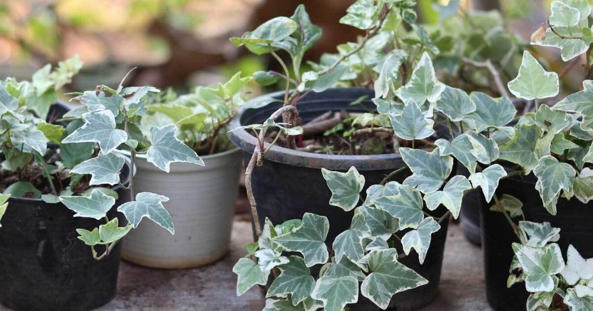 Efeu im Topf pflanzen und pflegen VIVANNO