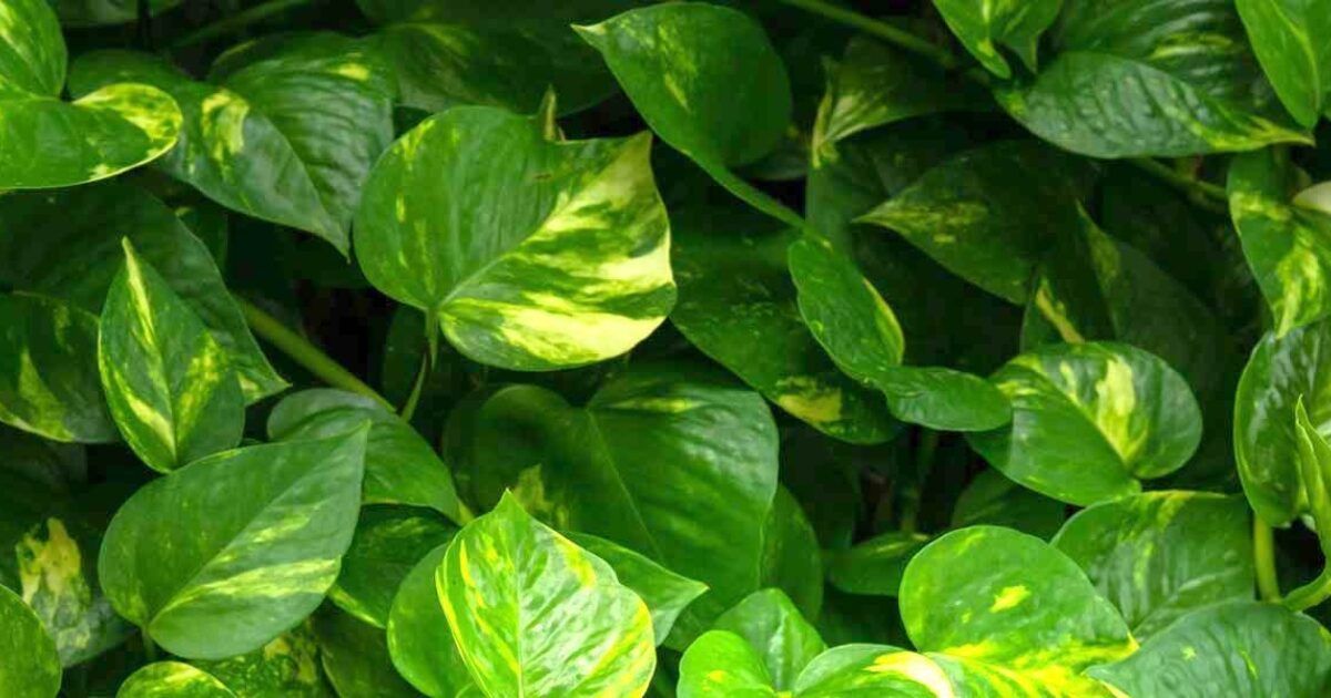 Pflanzen für dunkle Räume | VIVANNO