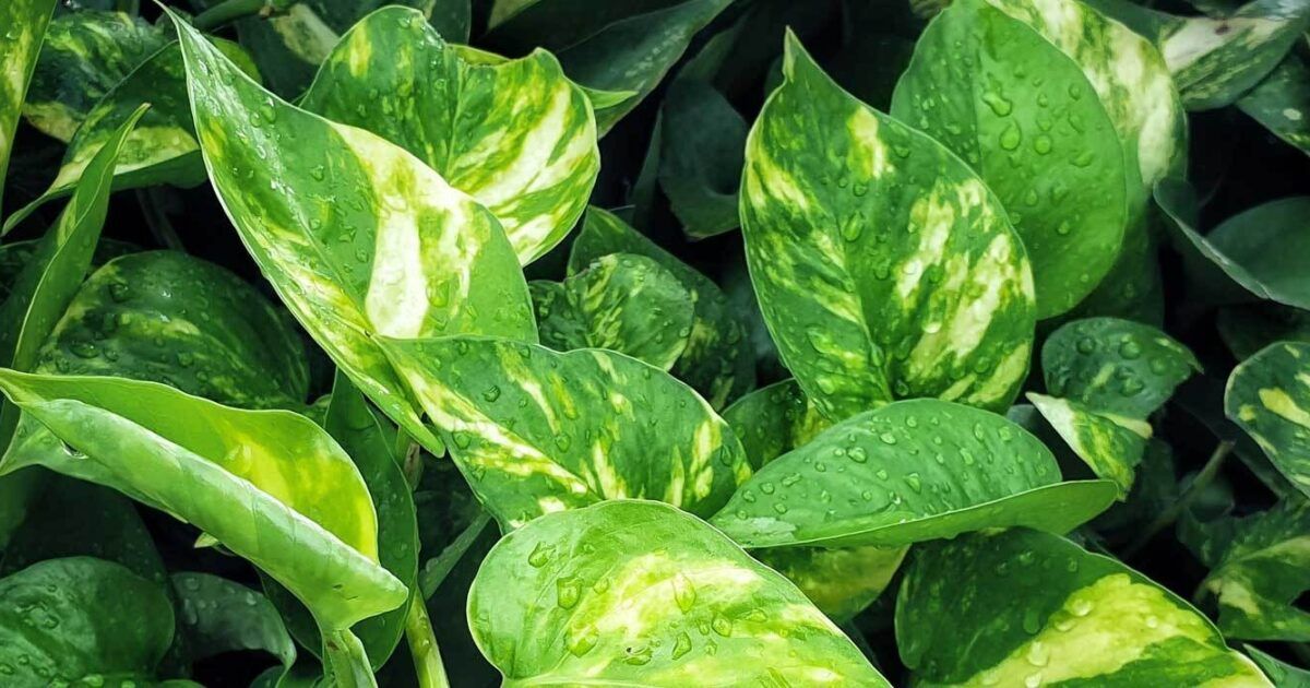 Efeutute Pflegetipps und Wissenswertes VIVANNO