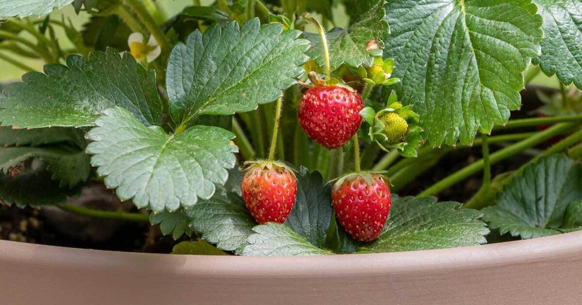 Erdbeeren im Topf pflanzen, pflegen, ernten VIVANNO
