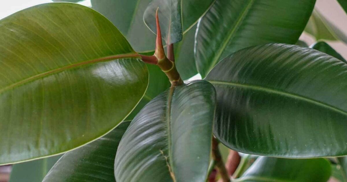Der klassische Gummibaum: Sorten, Pflegetipps und Wissenswertes | VIVANNO