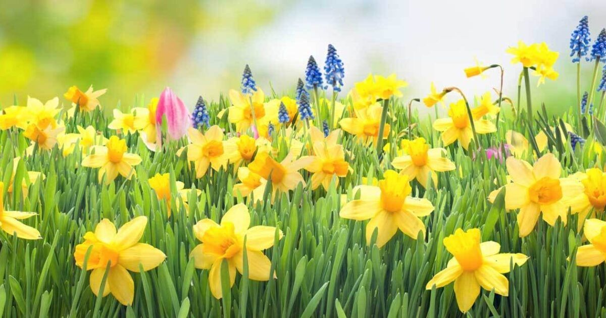 Blumenzwiebeln fürs Frühjahr pflanzen VIVANNO