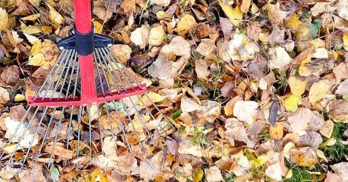 Gartenarbeit im November Aufräumen, pflegen, schützen VIVANNO
