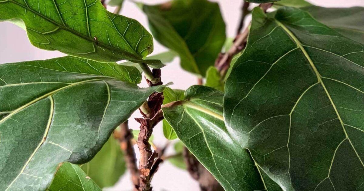 Die Geigenfeige (Ficus Lyrata) Pflegetipps und Wissenswertes VIVANNO