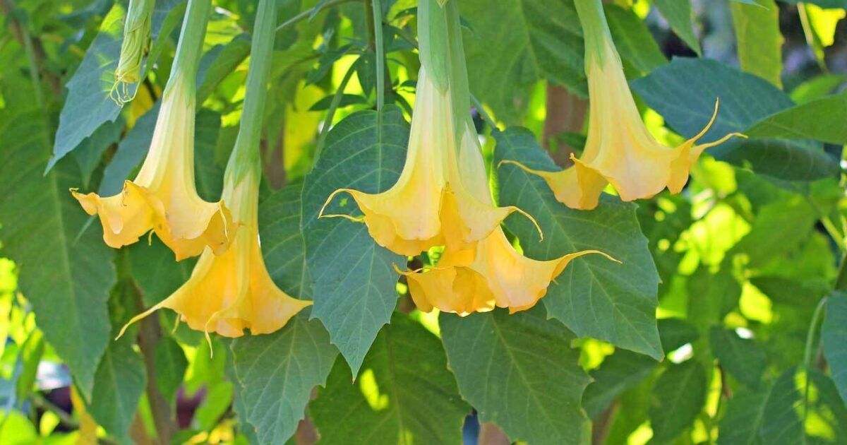 Engelstrompete (Trompetenblume) im Kbel: richtig pflegen und berwintern |  VIVANNO