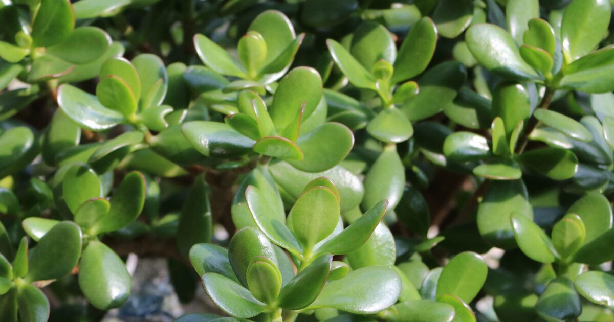 tannen mit blaukorn dngen Purgrn Tannendnger 1 kg