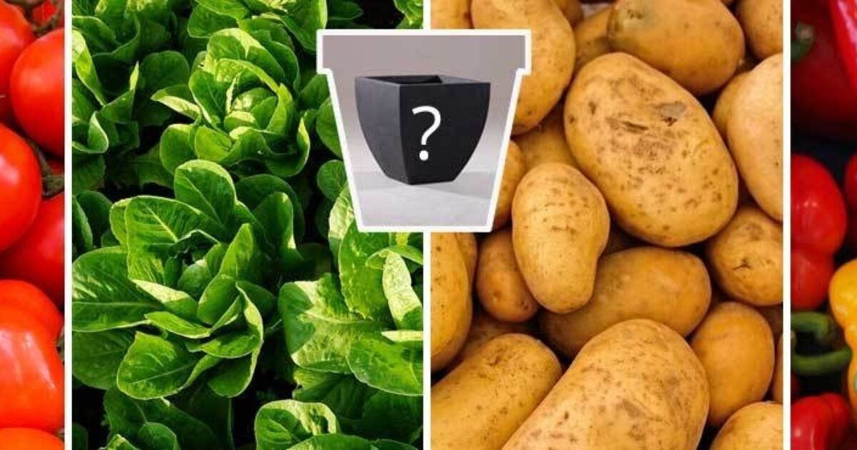 Gemüse im Pflanzkübel, Balkonkasten und Blumentopf | VIVANNO