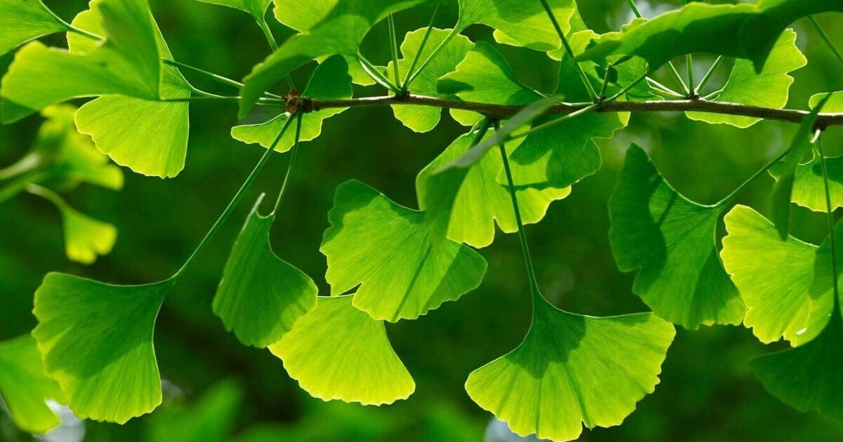 Ginkgo im Topf erfolgreich pflanzen und pflegen VIVANNO
