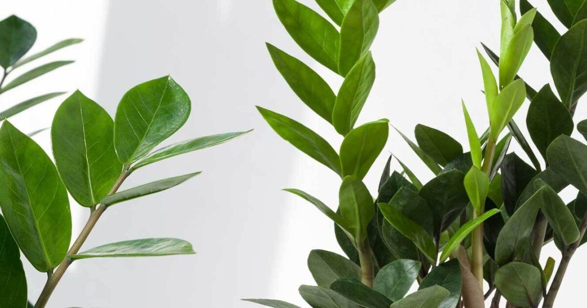 Glücksfeder / Zamioculcas Pflegetipps und Wissenswertes VIVANNO