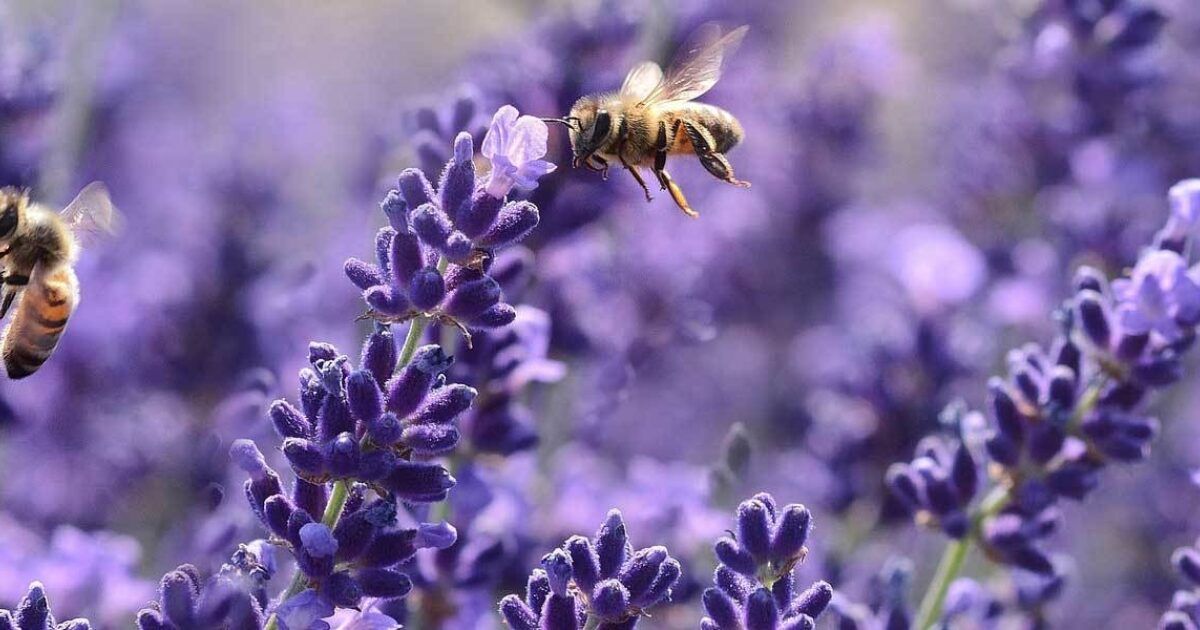 Insektenfreundliche Pflanzen Tipps Fur Garten Und Balkon Vivanno