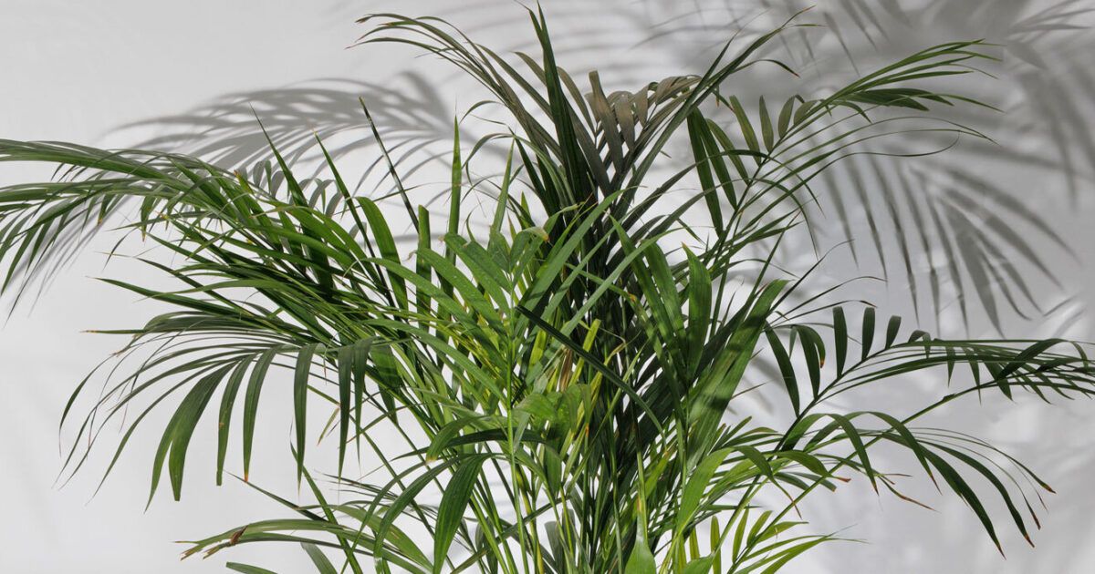 Howea forsteriana: Die Kentiapalme erfolgreich pflanzen, pflegen und  berwintern | VIVANNO