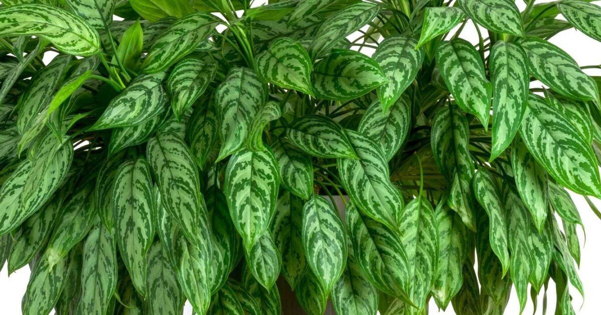 Kolbenfaden (Aglaonema) Pflegetipps und Wissenswertes VIVANNO