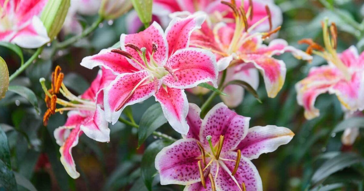 Lilien in Topf und Kbel: pflanzen, pflegen, berwintern | VIVANNO