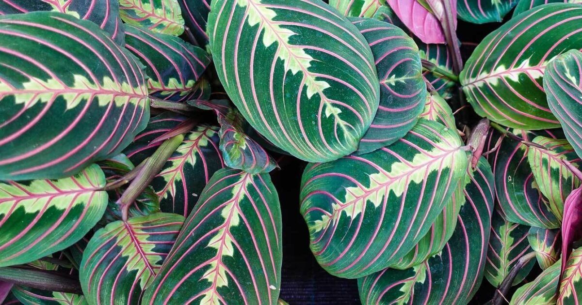 Marante (Maranta leuconeura) Bunte Pfeilwurz pflegen und vermehren