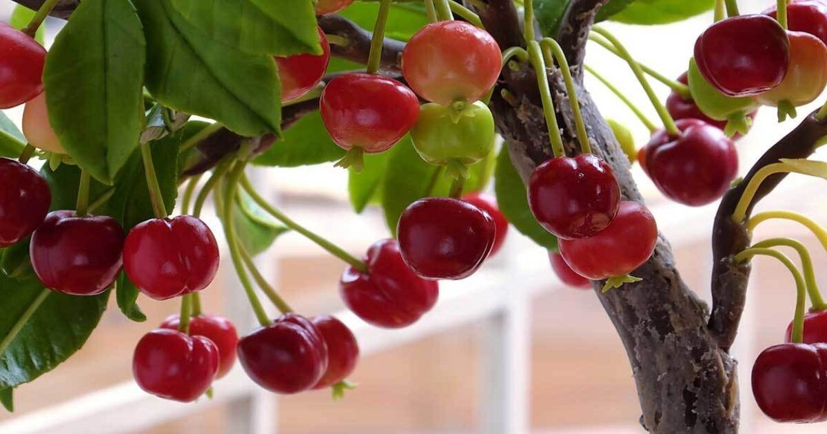 Kleine Obstbäume für Balkon und Terrasse VIVANNO