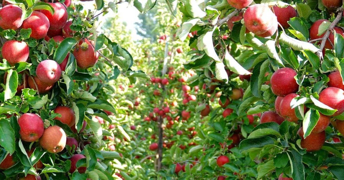 Einen Obstgarten anlegen Tipps zur Planung und Gestaltung VIVANNO