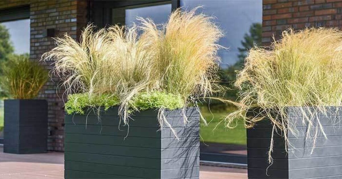 Winterharte Kübelpflanzen für Balkon, Garten und Terrasse VIVANNO
