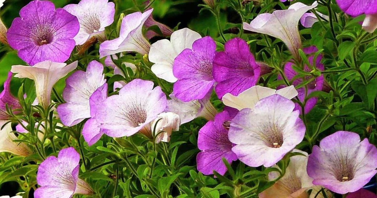 Pflanzen für volle Sonne auf Balkon und Terrasse VIVANNO