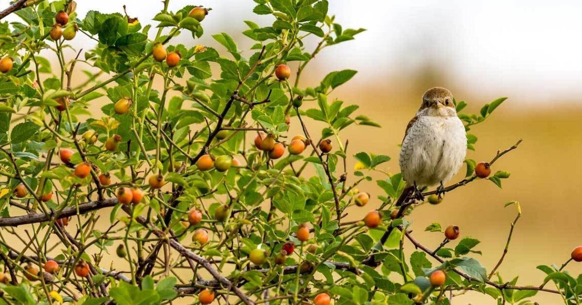 Hecken und Sträucher für Vögel VIVANNO