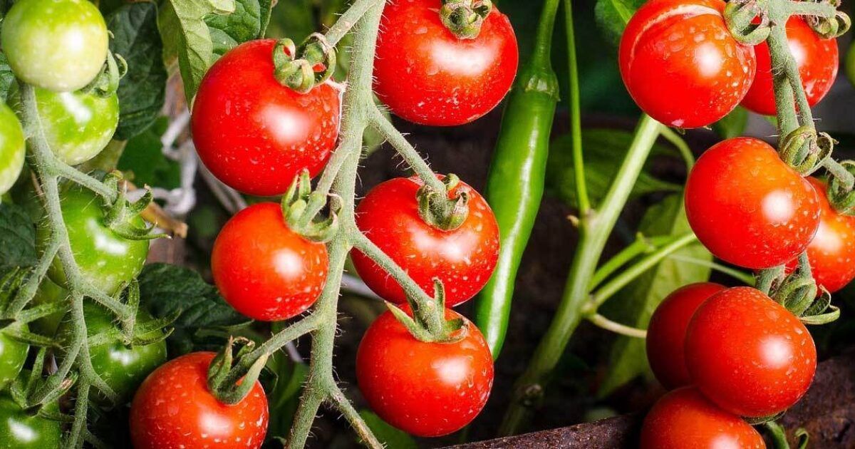 Tomaten Pflanzen Auf Dem Balkon Auswahl Pflege Und Passende Pflanzkubel Vivanno