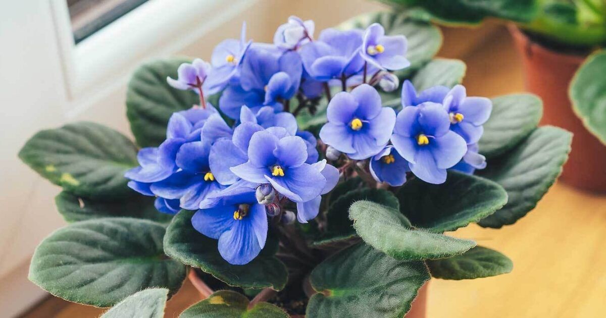 schismatoglottis wallichii variegata Schismatoglottis Wallichii Mint Variegated 4” – Rare Foliage Plant Co