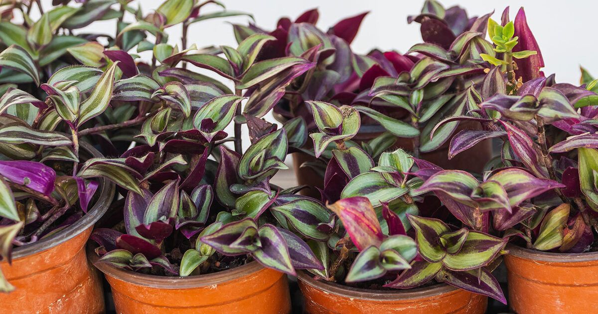 Zebrakraut (Tradescantia zebrina): pflanzen, pflegen und erfolgreich  vermehren | VIVANNO