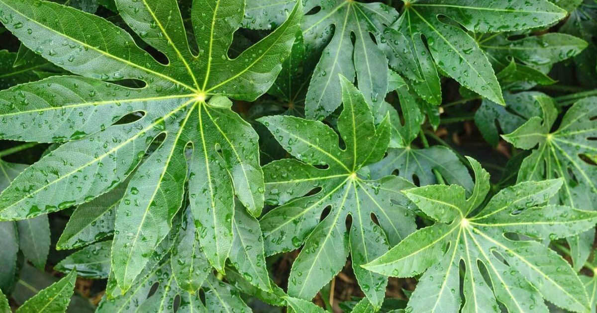 Pflegeleichte Zimmeraralie: Fatsia Japonica pflegen & vermehren | VIVANNO