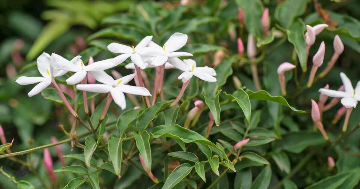 Zimmerjasmin (Jasminum polyanthum): Standort, Pflege und Vermehrung |  VIVANNO