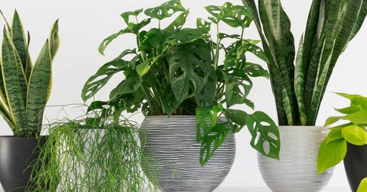 Zimmerpflanzen mit Hausmitteln düngen VIVANNO