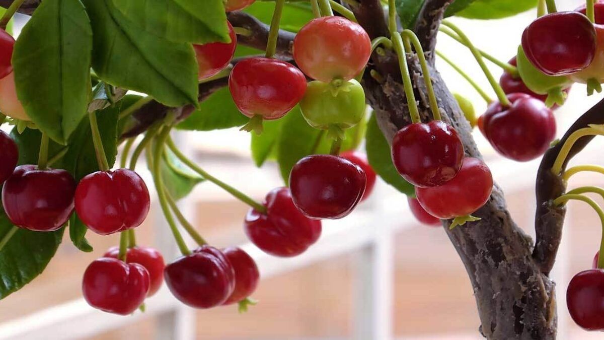 Kleine Obstbaume Fur Balkon Und Terrasse Vivanno